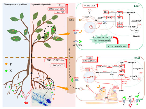 f97e48e3f90c420d8f6b3912268f962d.jpg 32.jpg